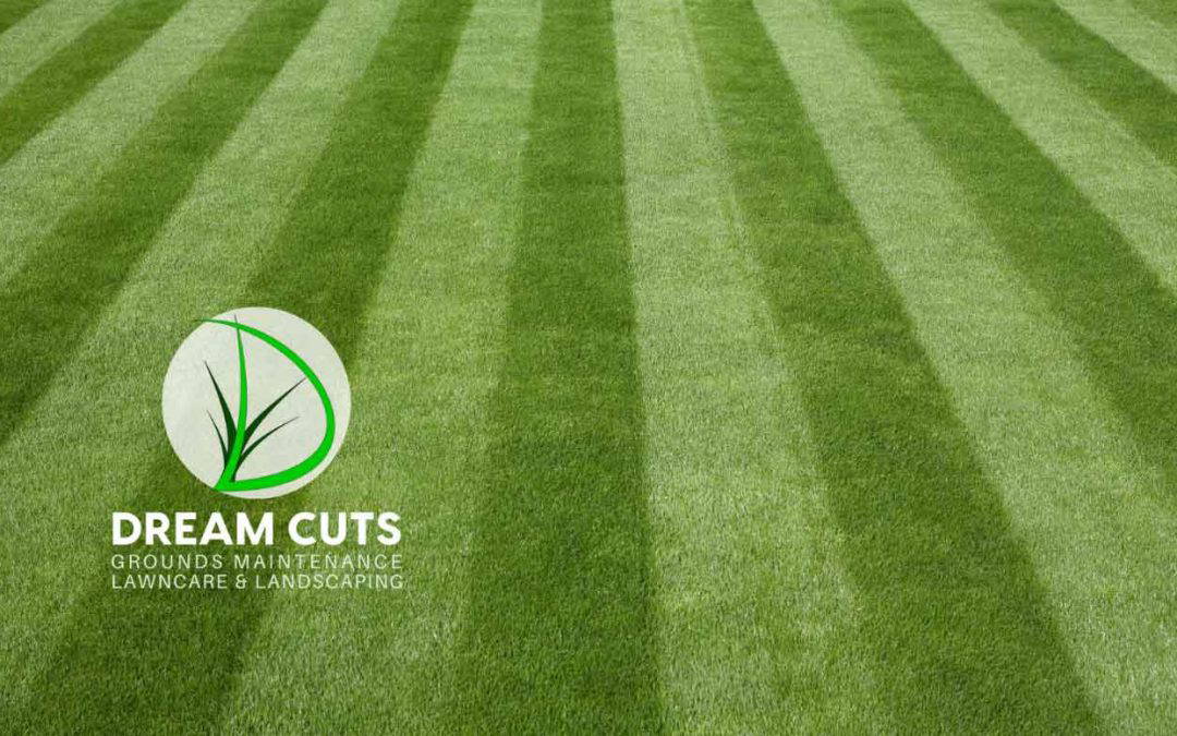 Why Professional Lawn Mowing Services Save You Time and Money