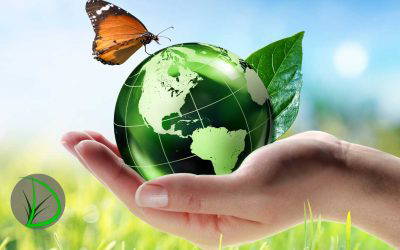 Eco-Friendly Landscaping: Sustainable Solutions for Your Outdoor Space