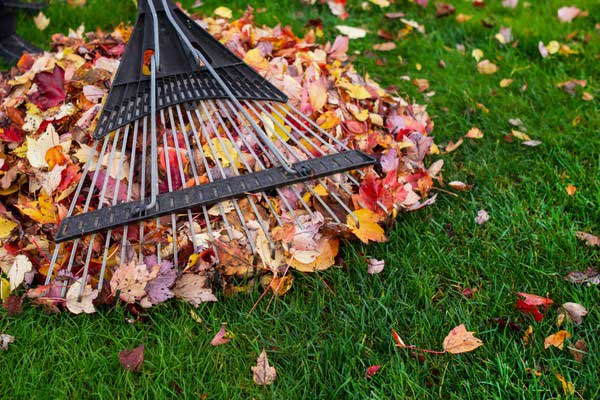 Fall Clean-up | Dream Cuts