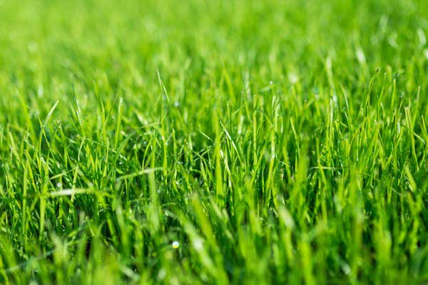New Yard Installs | Dream Cuts
