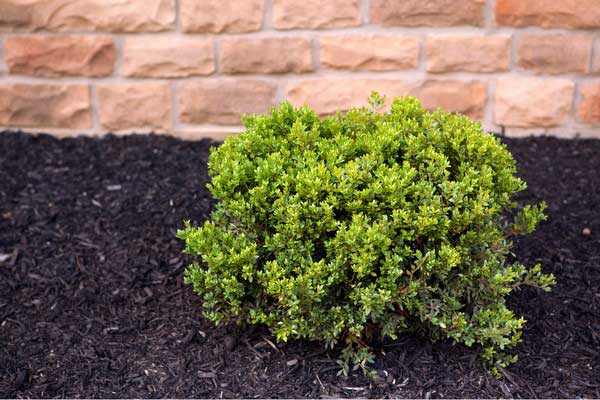 New Plant & Tree Installs | Dream Cuts