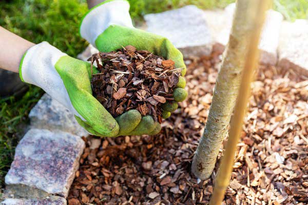 Plant & Tree Relocations | Dream Cuts