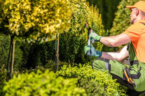 Property Rejuvenation | Dream Cuts