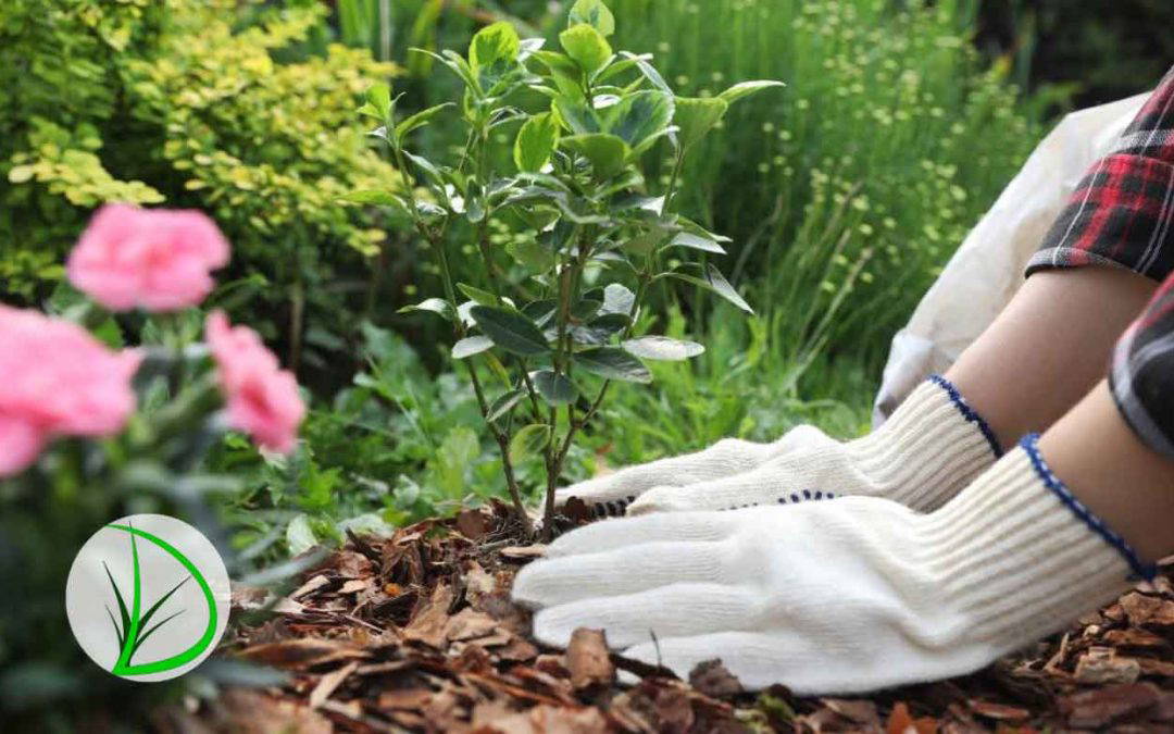 Low Maintenance Landscaping Ideas for Busy Homeowners