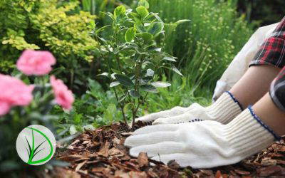 Low Maintenance Landscaping Ideas for Busy Homeowners