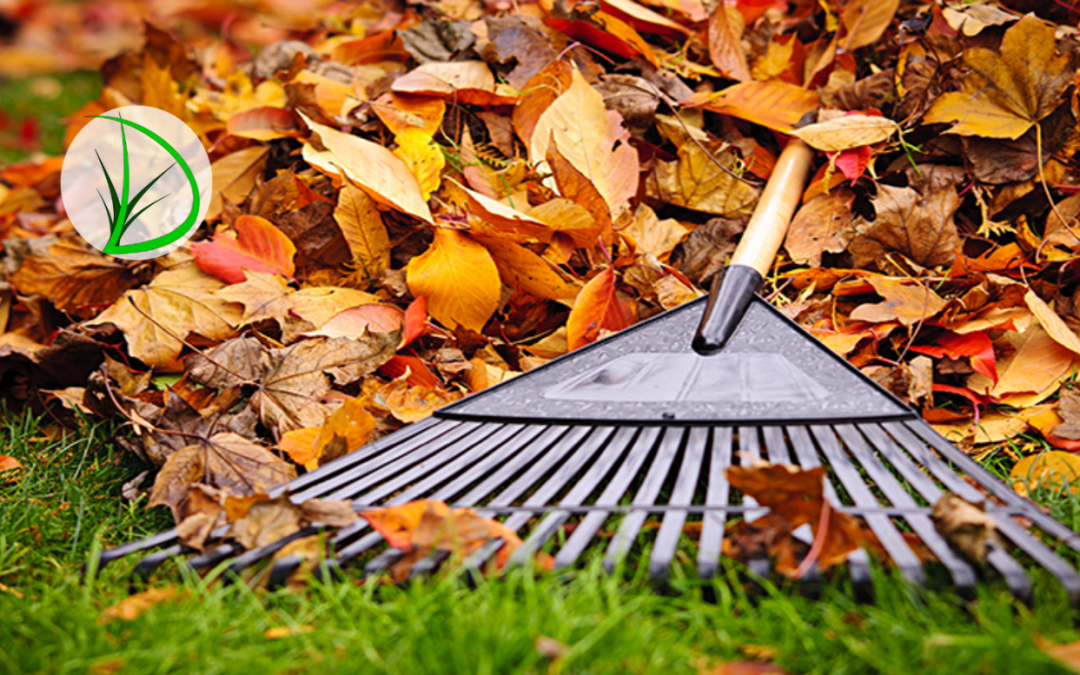 Planning for Spring: How Fall Landscaping Decisions Impact Your Lawn